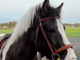 hästar Fantastisk islandshäst - Annons 4