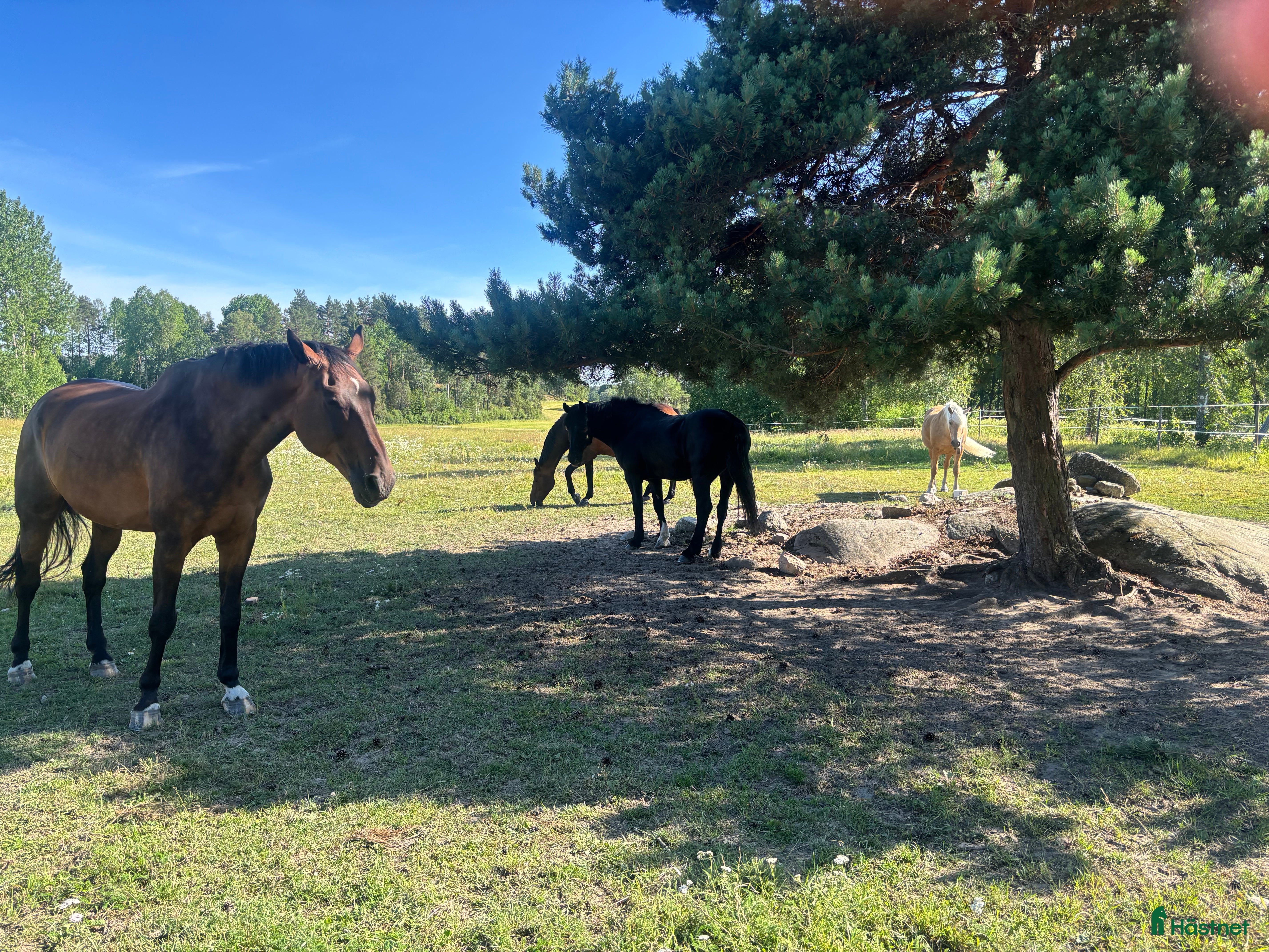  stallplats Sommarbete Brottby i blandflock - Annons 2