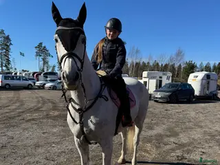 hästar Säljes /byte - Annons 6