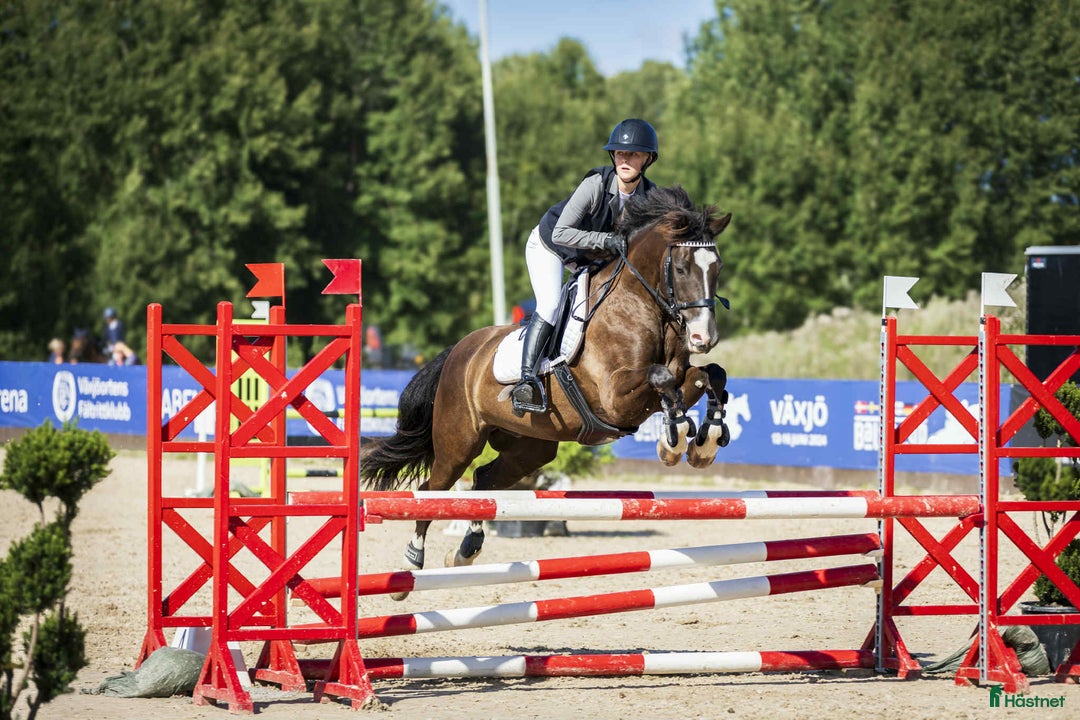 Allround hästar till salu: Trevlig & trygg ponny  i Eldsberga - Annons 1