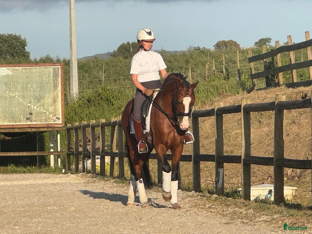 Working Equitation hästar till salu: Slående vacker lusitano för dressyr och WE - Annons 1