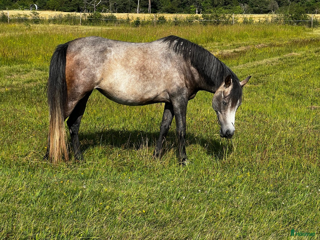 Allround hästar till salu: Arabsto i Stånga - Annons 1