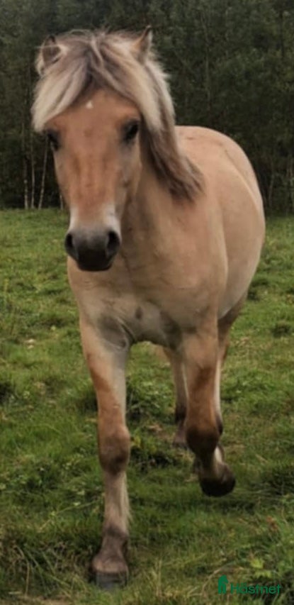 Allround hästar till salu: Fjord & Russ i Ulrika - Annons 1