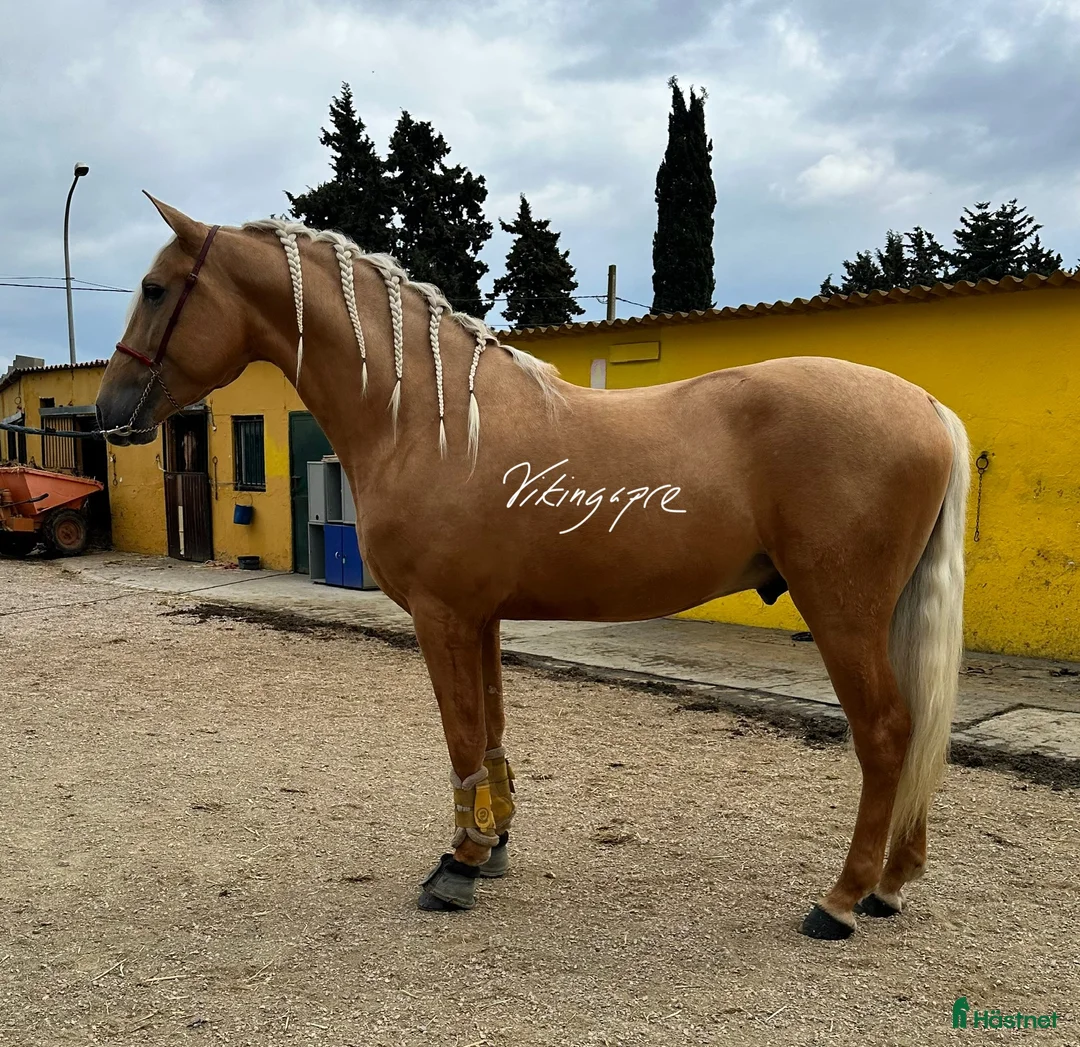 Dressyr hästar till salu: Palomino PRE hingst i Guadarrama - Annons 2