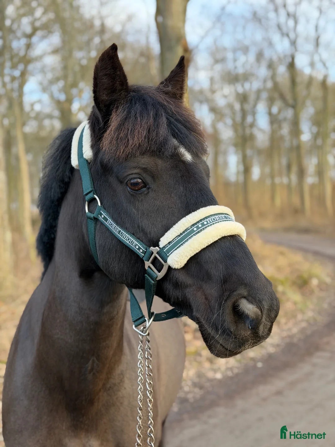 Allround hästar till salu: Fantastisk C ponny valack  - Annons 2