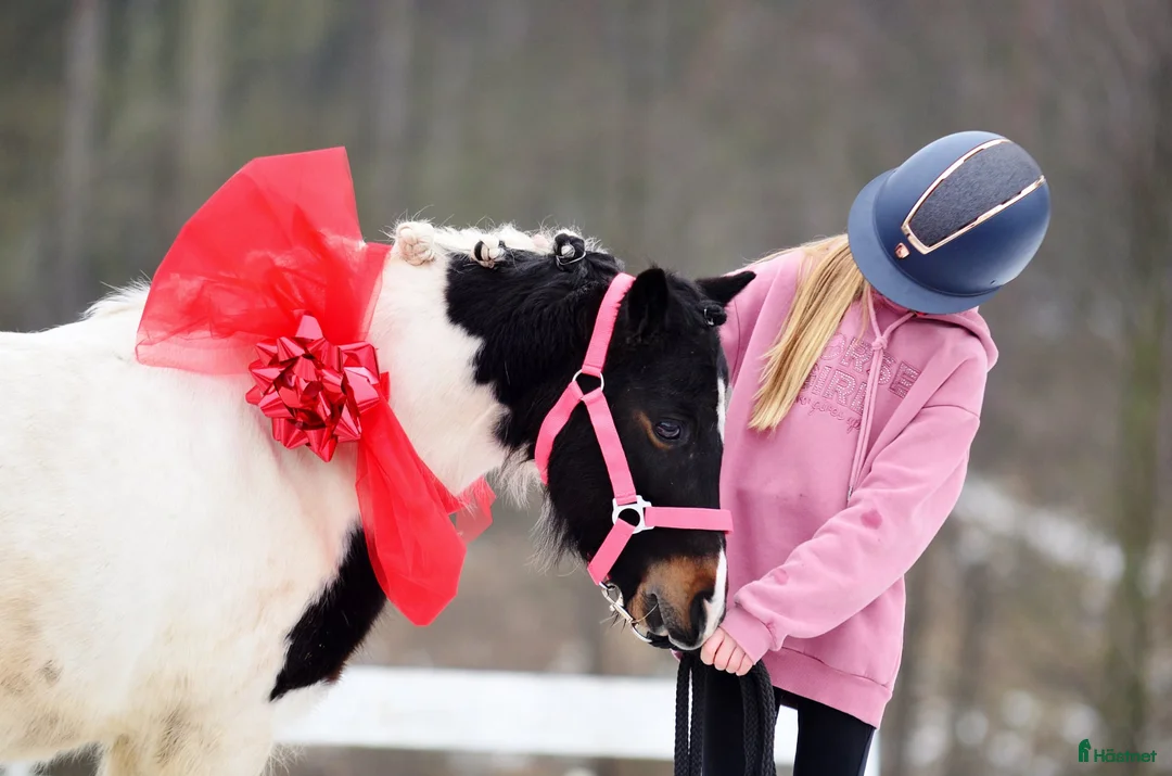 Hoppning hästar till salu: Beautifull jumping pony! i Ystad - Annons 3