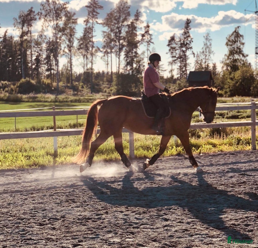 Allround hästar till salu: Snällaste gentlemannen i Falun - Annons 2