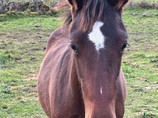 Allround hästar till salu: Hingstföl, korsning PRE och kallblodstravare i Blidsberg - Annons 2
