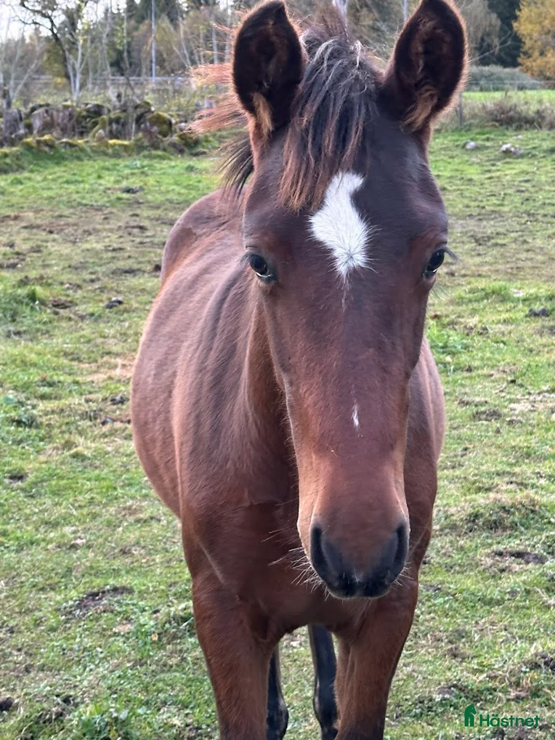 Allround hästar till salu: Hingstföl, korsning PRE och kallblodstravare i Blidsberg - Annons 1