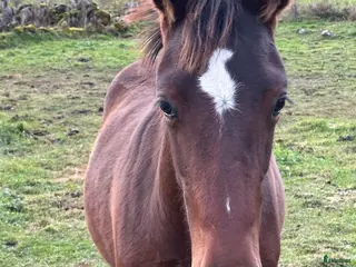 Allround hästar till salu: Hingstföl, korsning PRE och kallblodstravare i Blidsberg - Annons 2