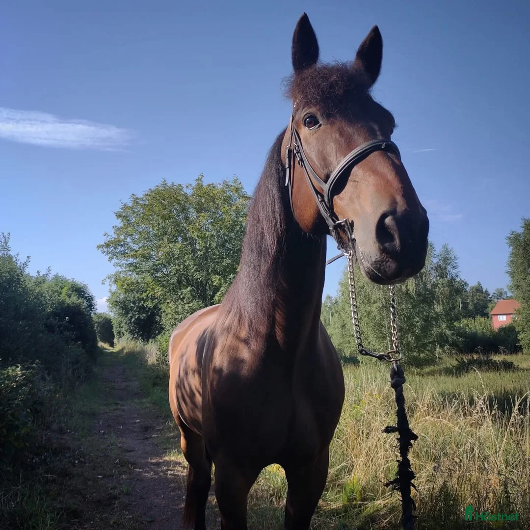  medryttarhäst finnes: Medryttare sökes! - Annons 2