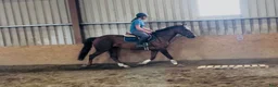 Allround hästar till salu: Lovely allrounder type 160cm - Annons 5