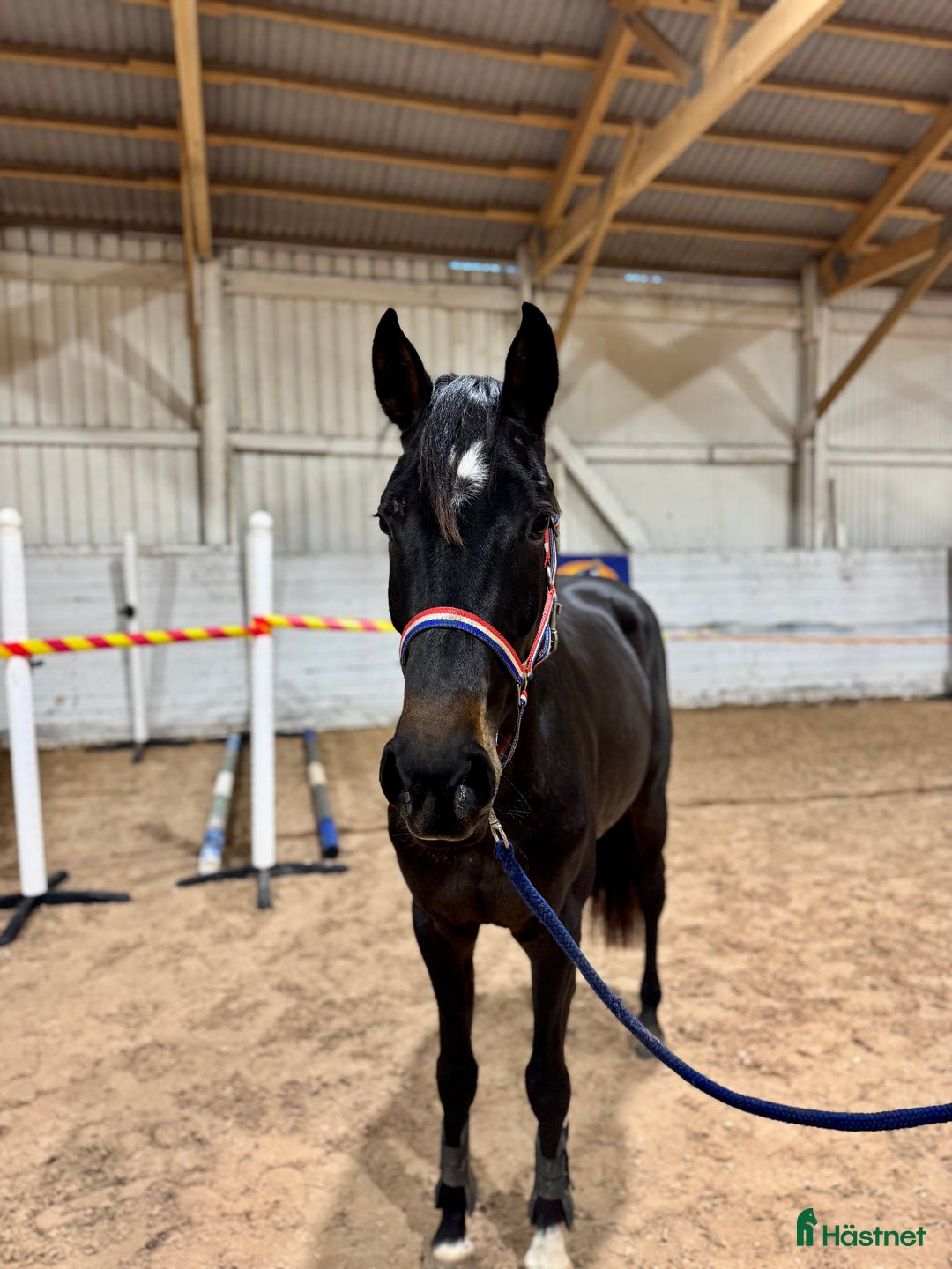 Hoppning hästar till salu: 3åring med super möderne  i Åtvidaberg - Annons 1