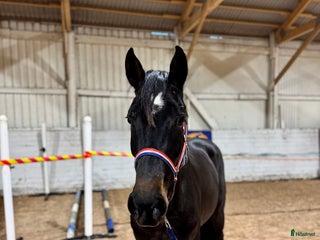 hästar 3åring med super möderne i Åtvidaberg - Annons 1