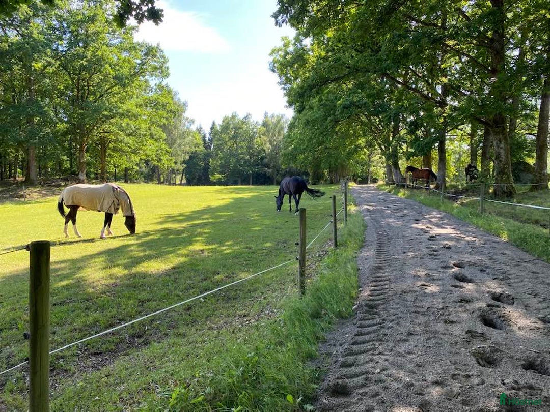  stallplats finnes: Ledig stallplats i Sätila - Annons 3