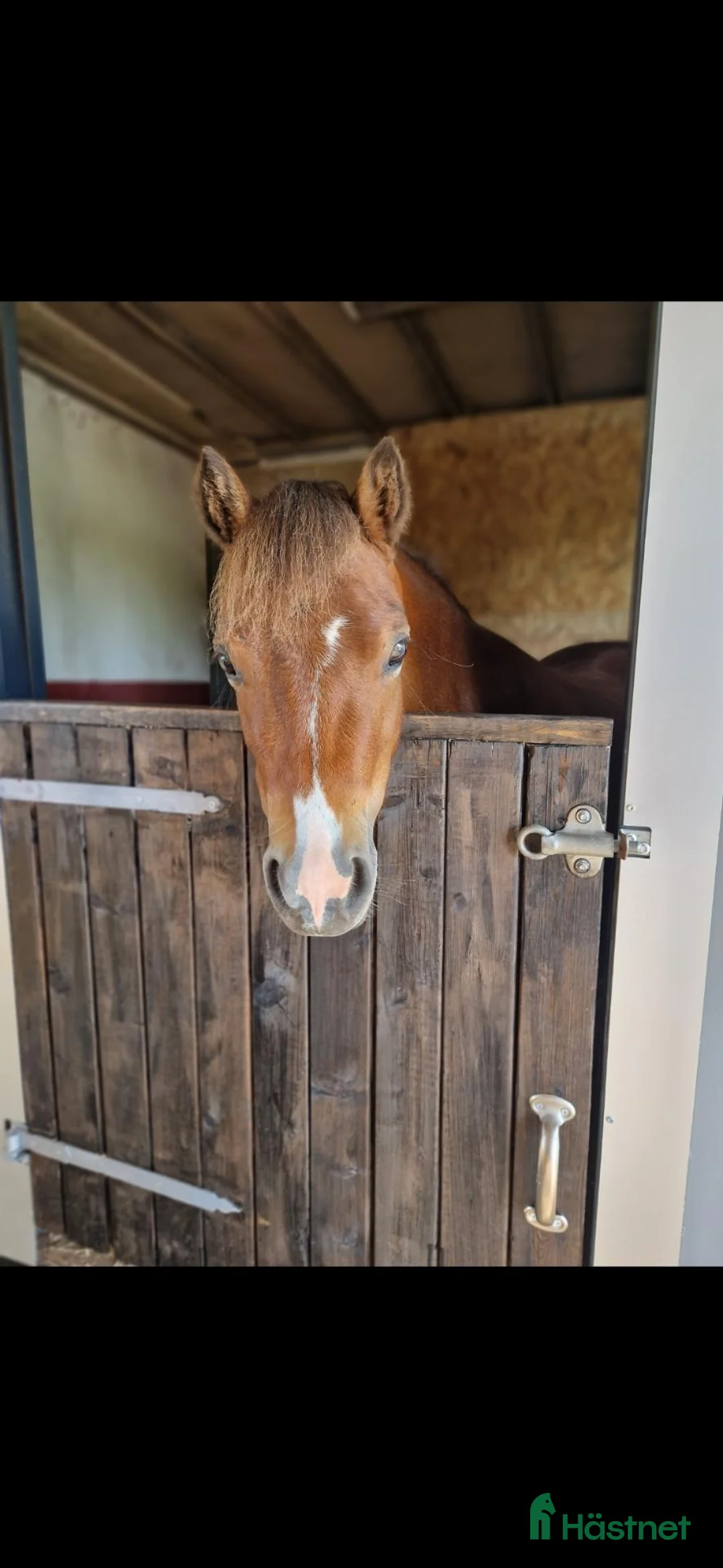 Allround hästar till salu: Sockersöt ponny - Annons 3