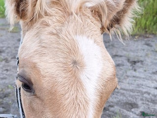 hästar i Lindesberg - Annons 24