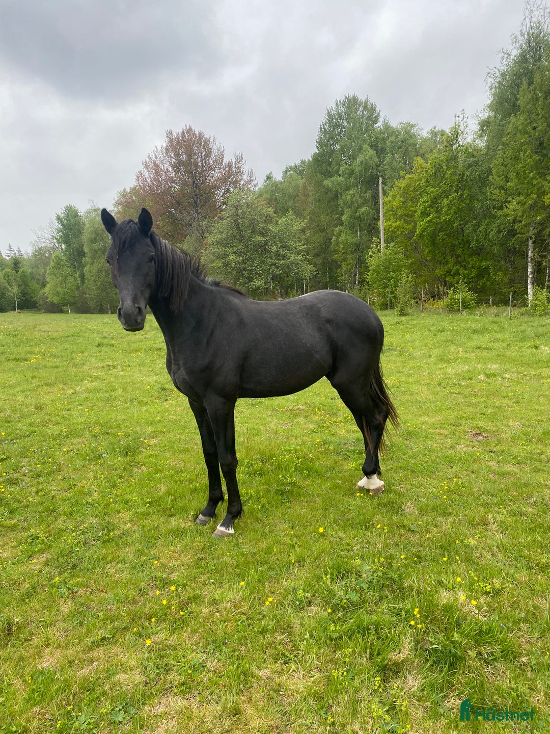 Allround hästar till salu: Fantastisk 2,5 åring🌟🌸 i Broakulla - Annons 2