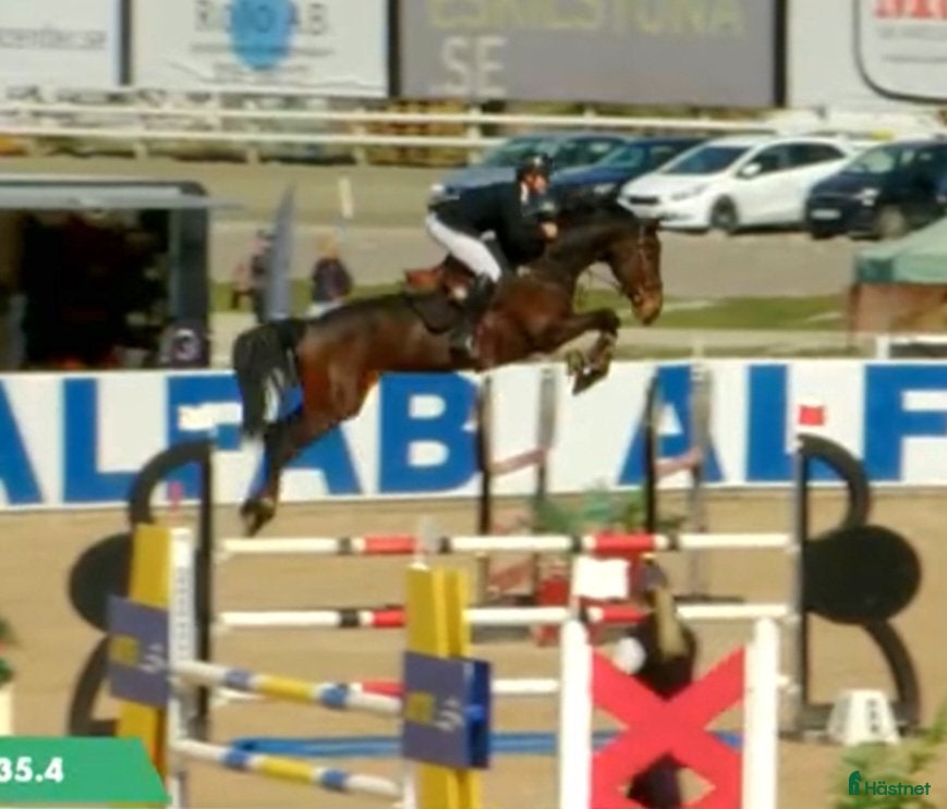 Hoppning hästar till salu: 7 åring e. Dominator Z x Cardento - Annons 3