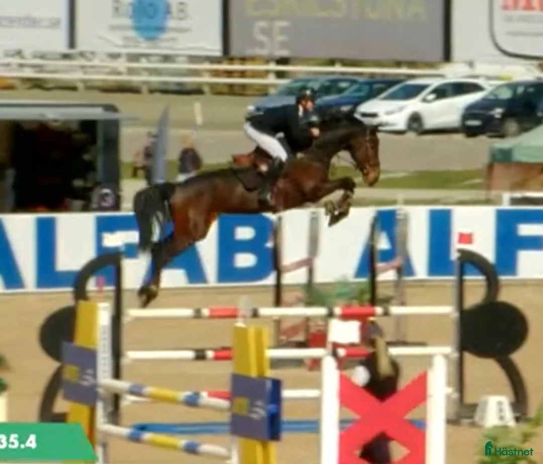 Hoppning hästar till salu: 7 åring e. Dominator Z x Cardento - Annons 1
