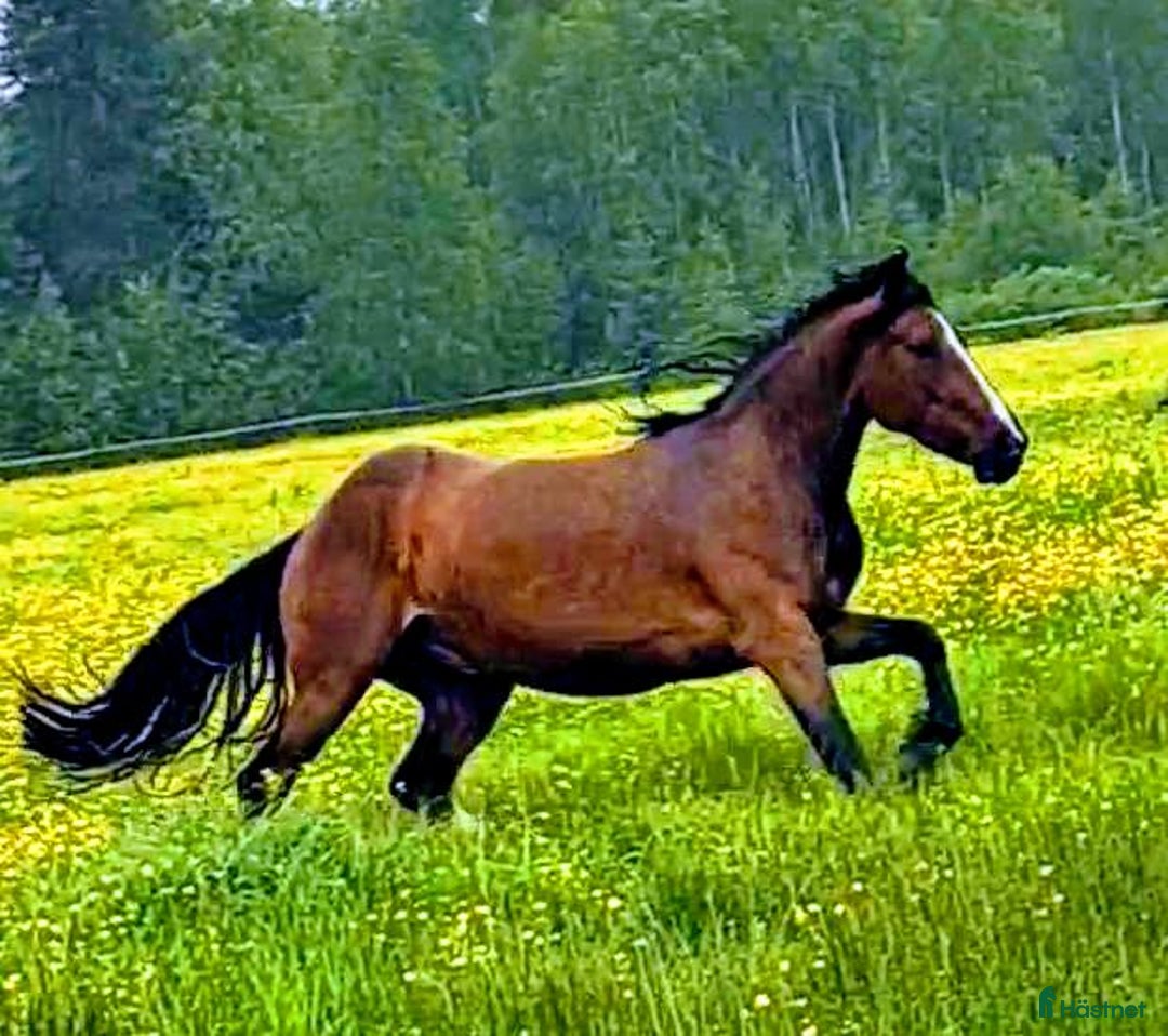 Allround hästar till salu: Levnadsglad häst med utstrålning ( PÅ PROV) i Vännäsby - Annons 2