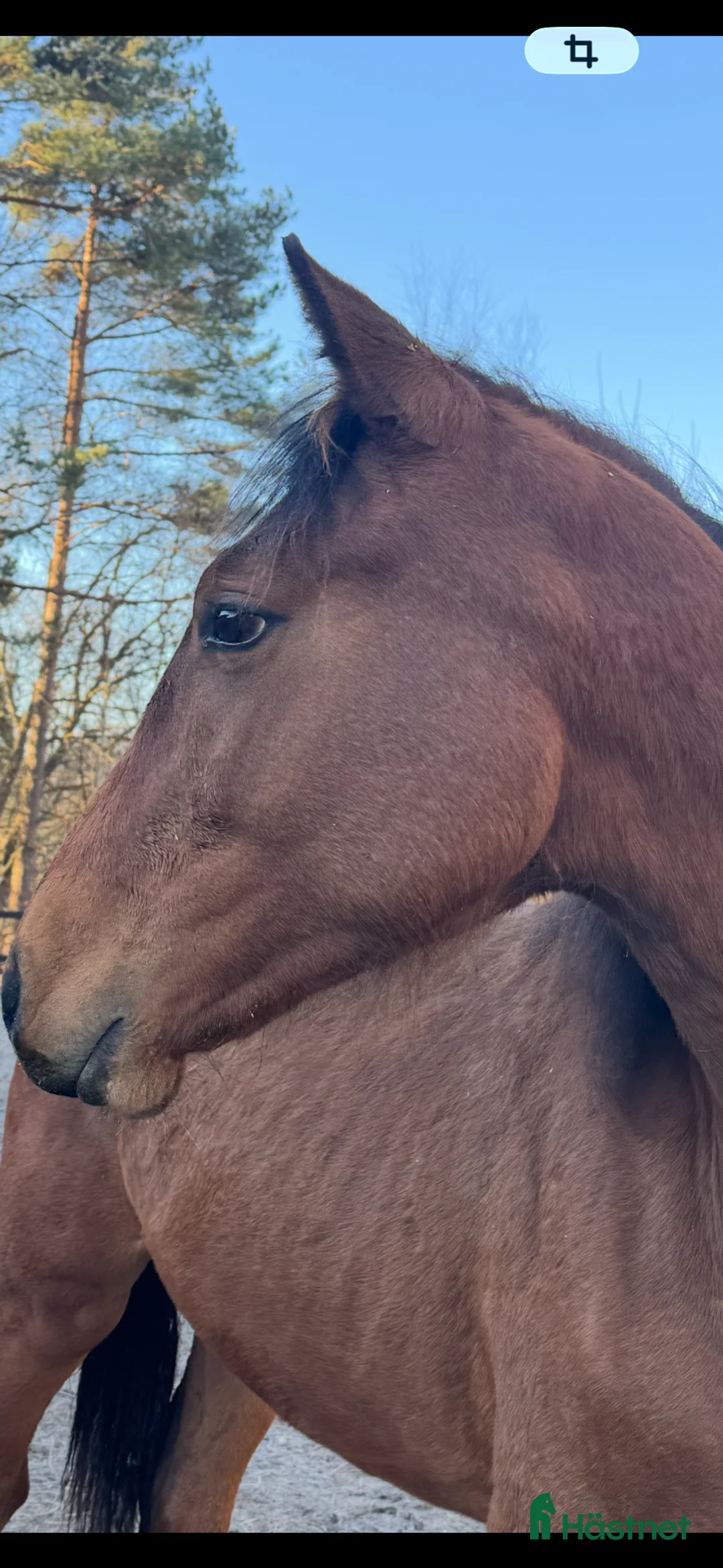 Allround hästar till salu: Swb åring e.Cornettino Ask  - Annons 2