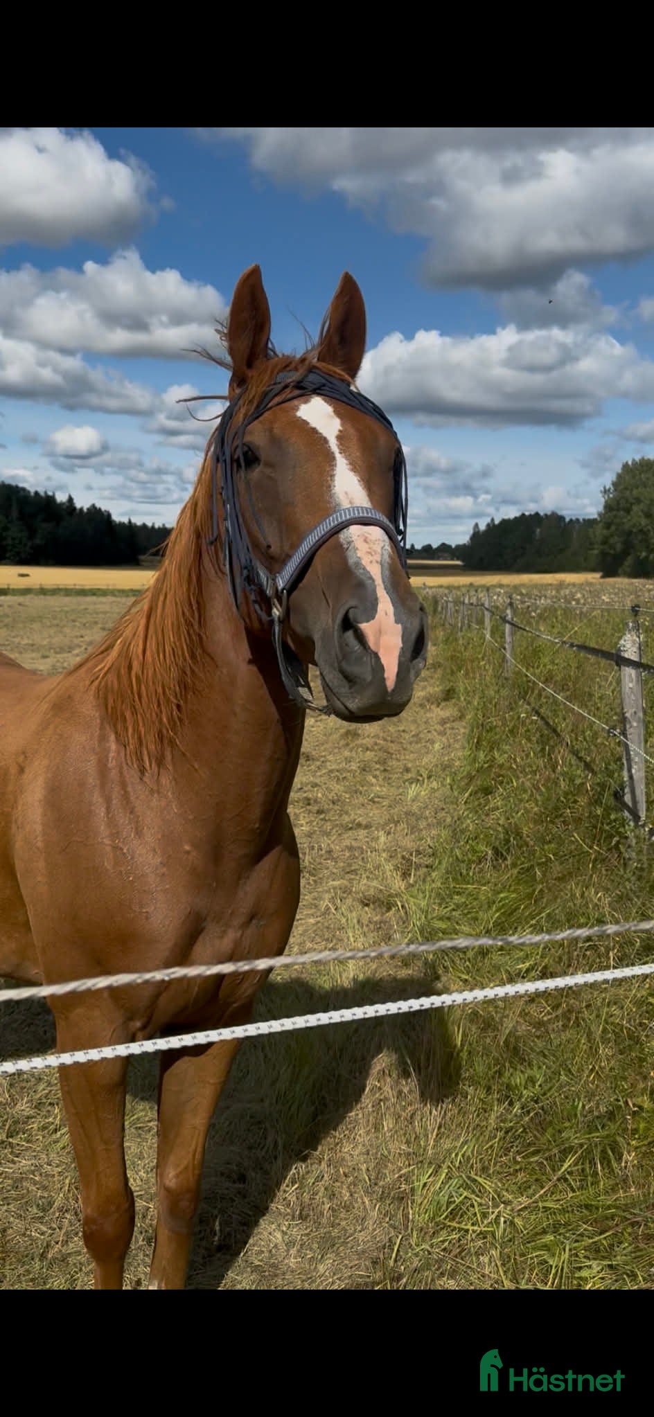  hästar Fullblodsvallack - Annons 10