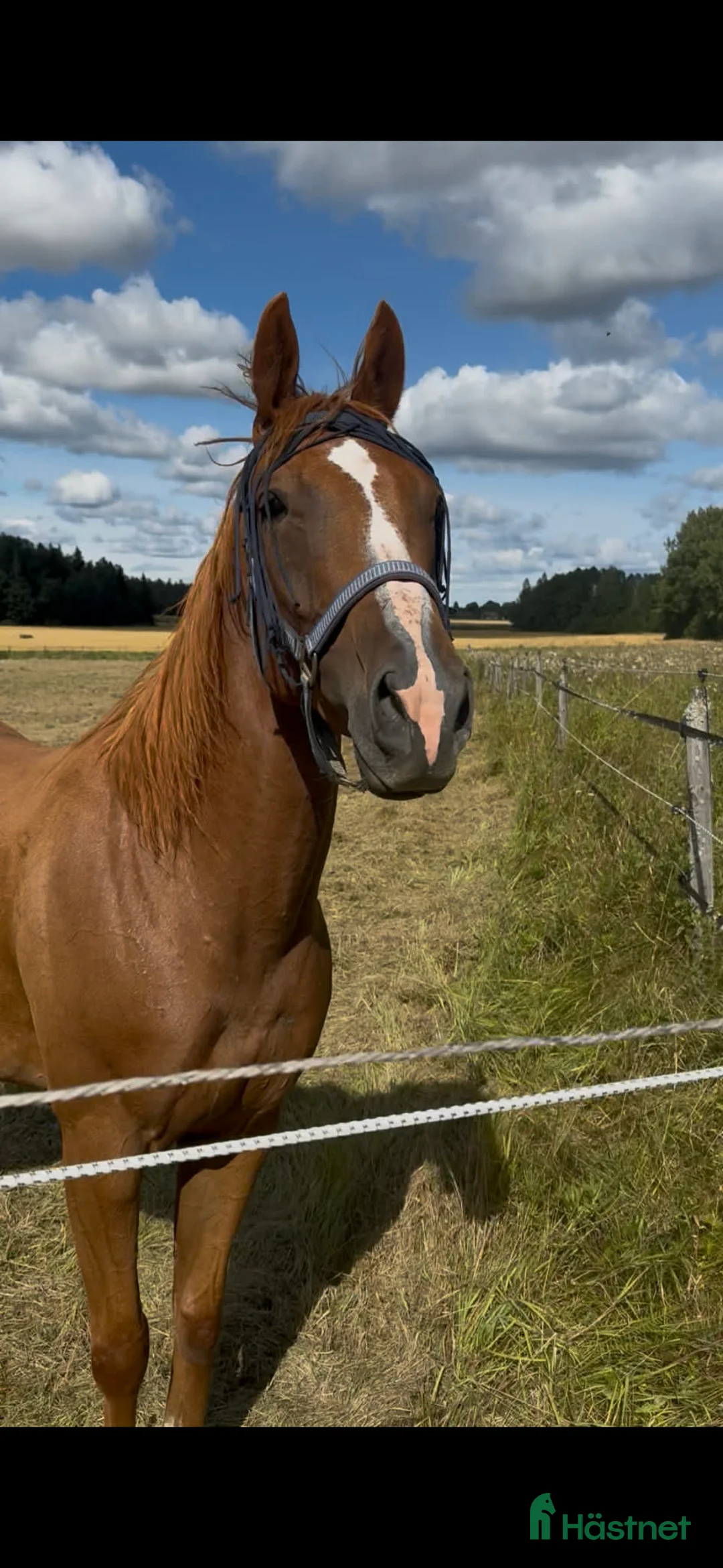 Allround hästar till salu: Fullblodsvallack - Annons 1