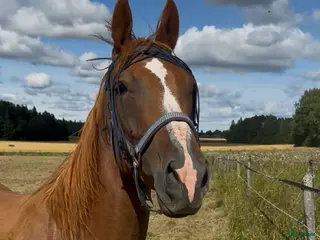 hästar Fullblodsvallack - Annons 10