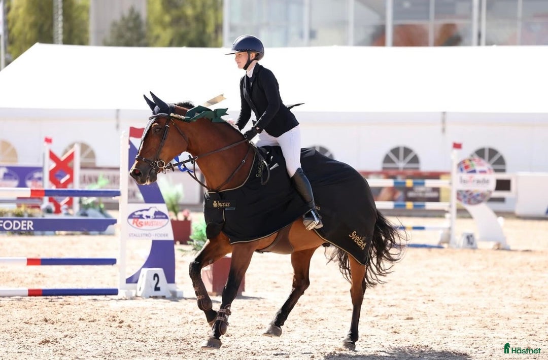 Hoppning hästar till salu: Fantastisk Children/ Amatör häst  i Norrköping - Annons 3