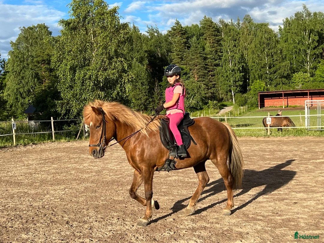 Island hästar till salu: Intressekoll Lava från Lindgården i Uppsala - Annons 1