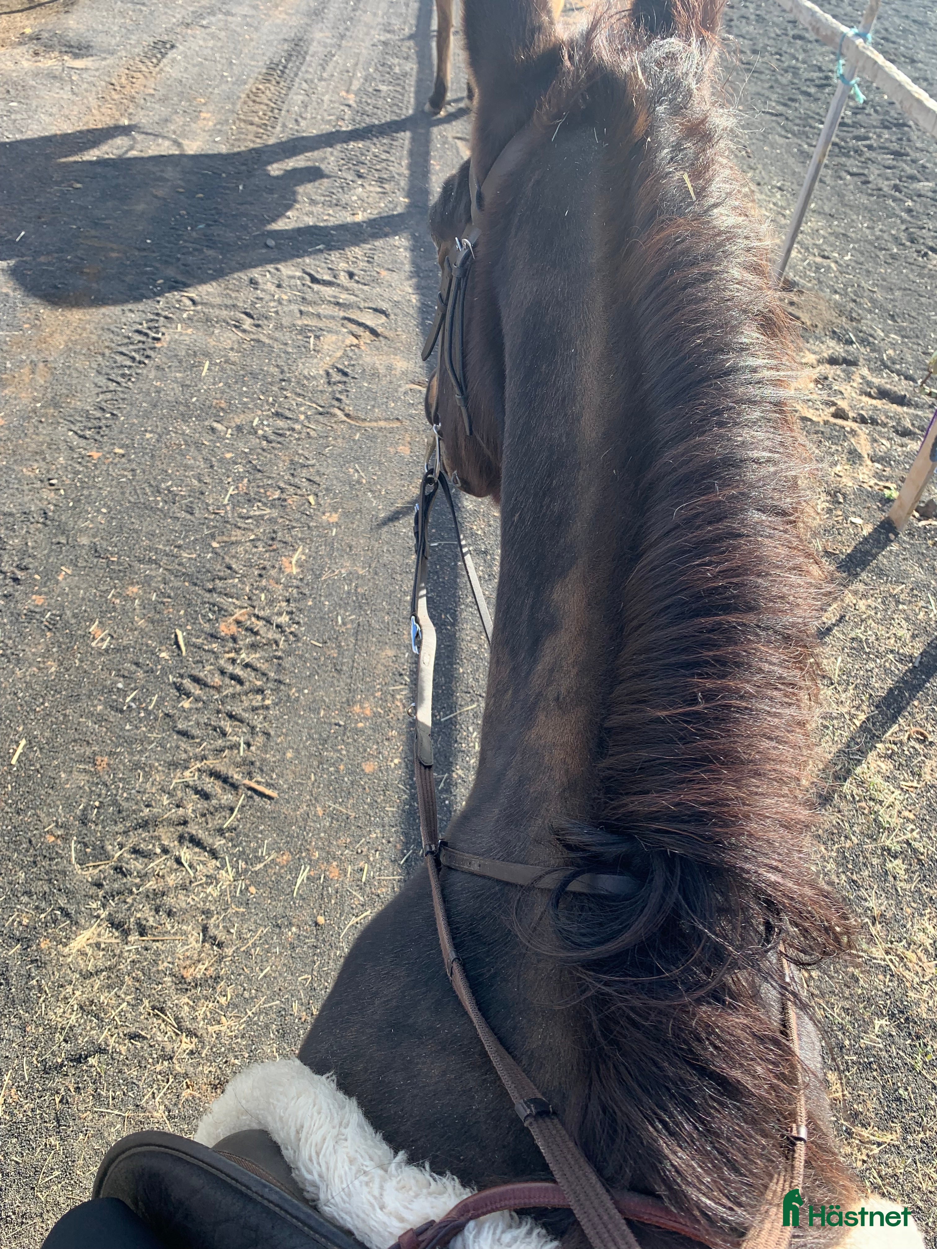  medryttarhäst sökes: Söker medryttarhäst - Annons 14