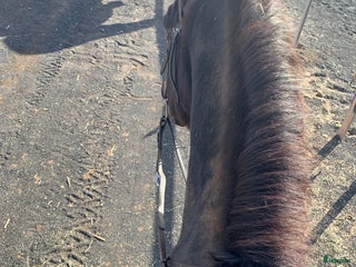 medryttarhäst sökes: Söker medryttarhäst i Järna - Annons 1