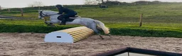 Hoppning hästar till salu: Jumping pony - Annons 14