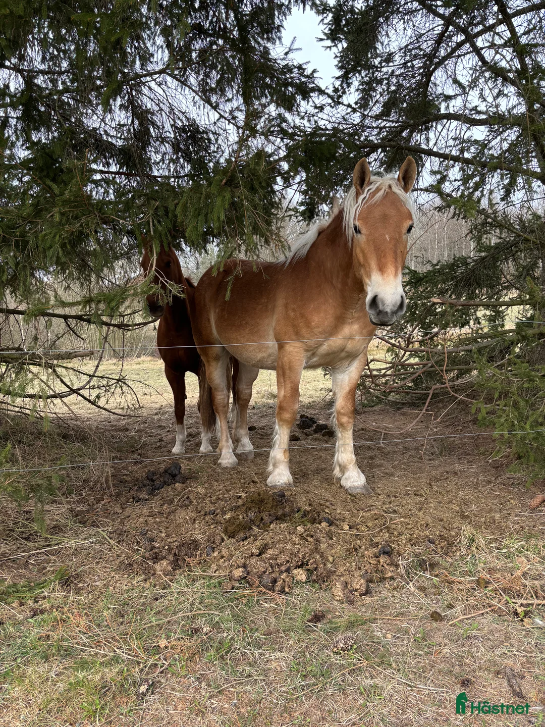 Körning hästar till salu: Ardenner valack  i Åtvidaberg - Annons 5