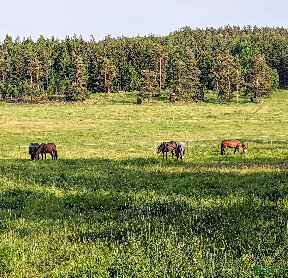  stallplats Stallplats i Tullinge för sto som klarar bete - Annons 2