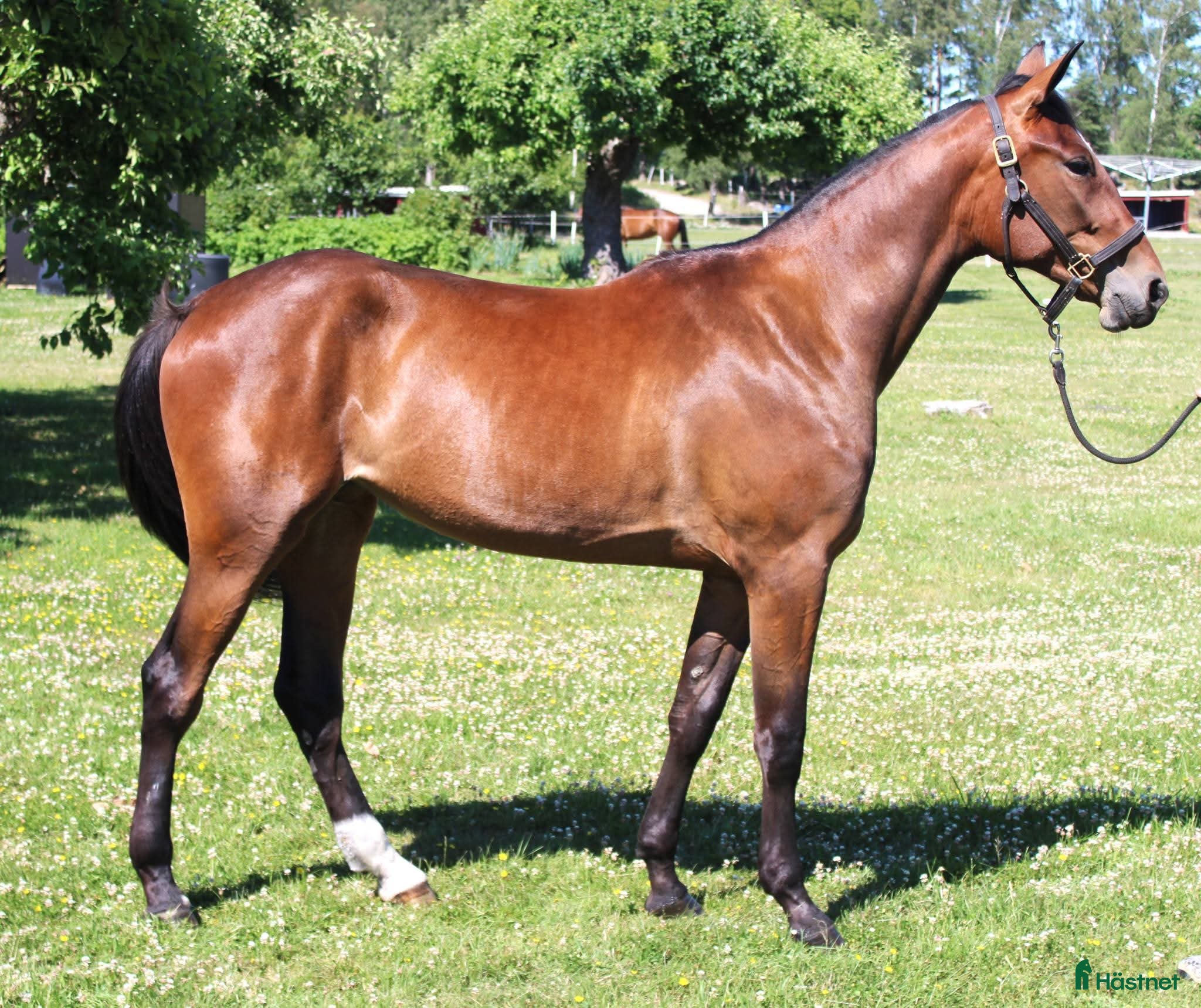  hästar Välstammat 4 årigt sto - Annons 5