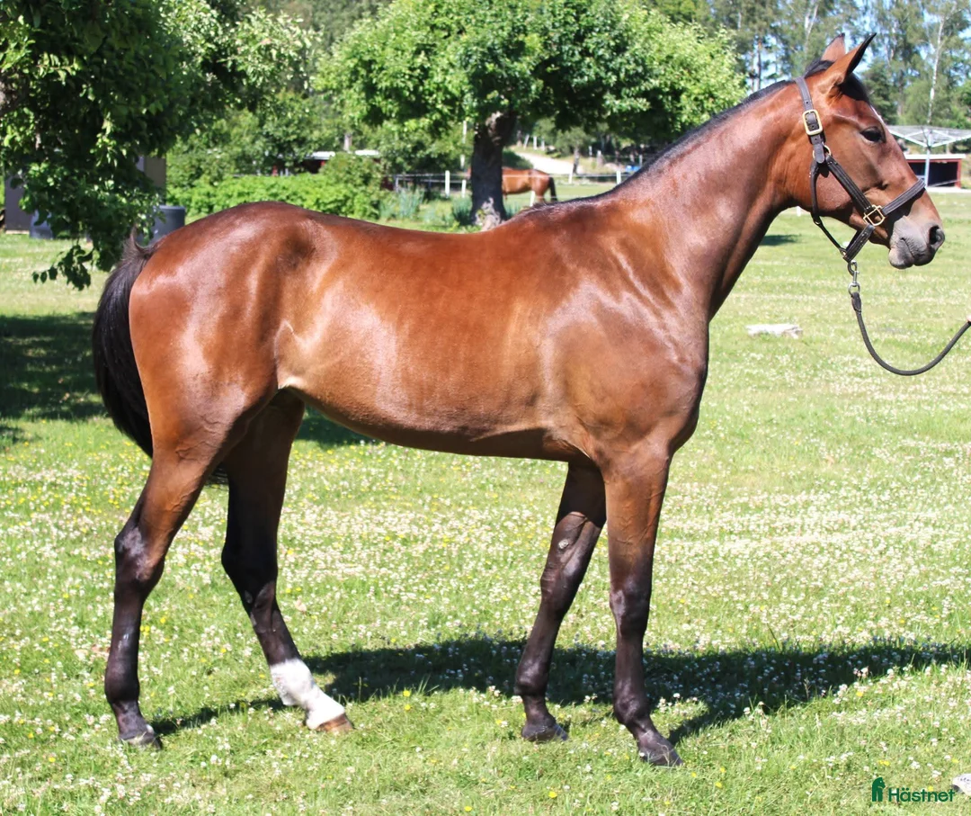 Trav hästar till salu: Välstammat 4 årigt sto - Annons 1