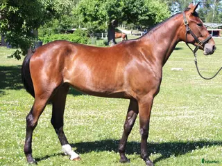 hästar Välstammat 4 årigt sto - Annons 5