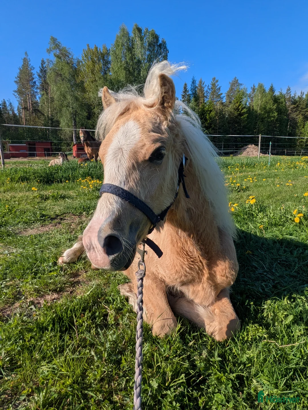 Allround hästar till salu: RESERVERAD*Vacker Kille - ev byte mot shetland. ! - Annons 1