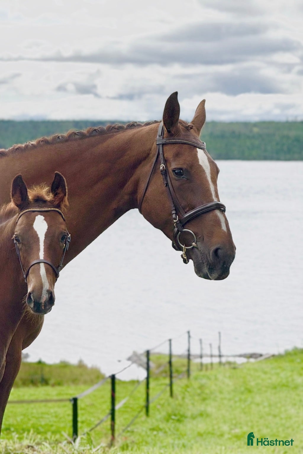  hästar ✨ Elitstam + supermamma= svårslagen kombination ✨ - Annons 6