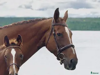 hästar ✨ Elitstam + supermamma= svårslagen kombination ✨ - Annons 6