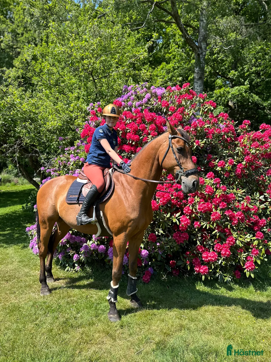 Dressyr hästar till salu: Mor och dotter häst eller Far och son häst i Härryda - Annons 2