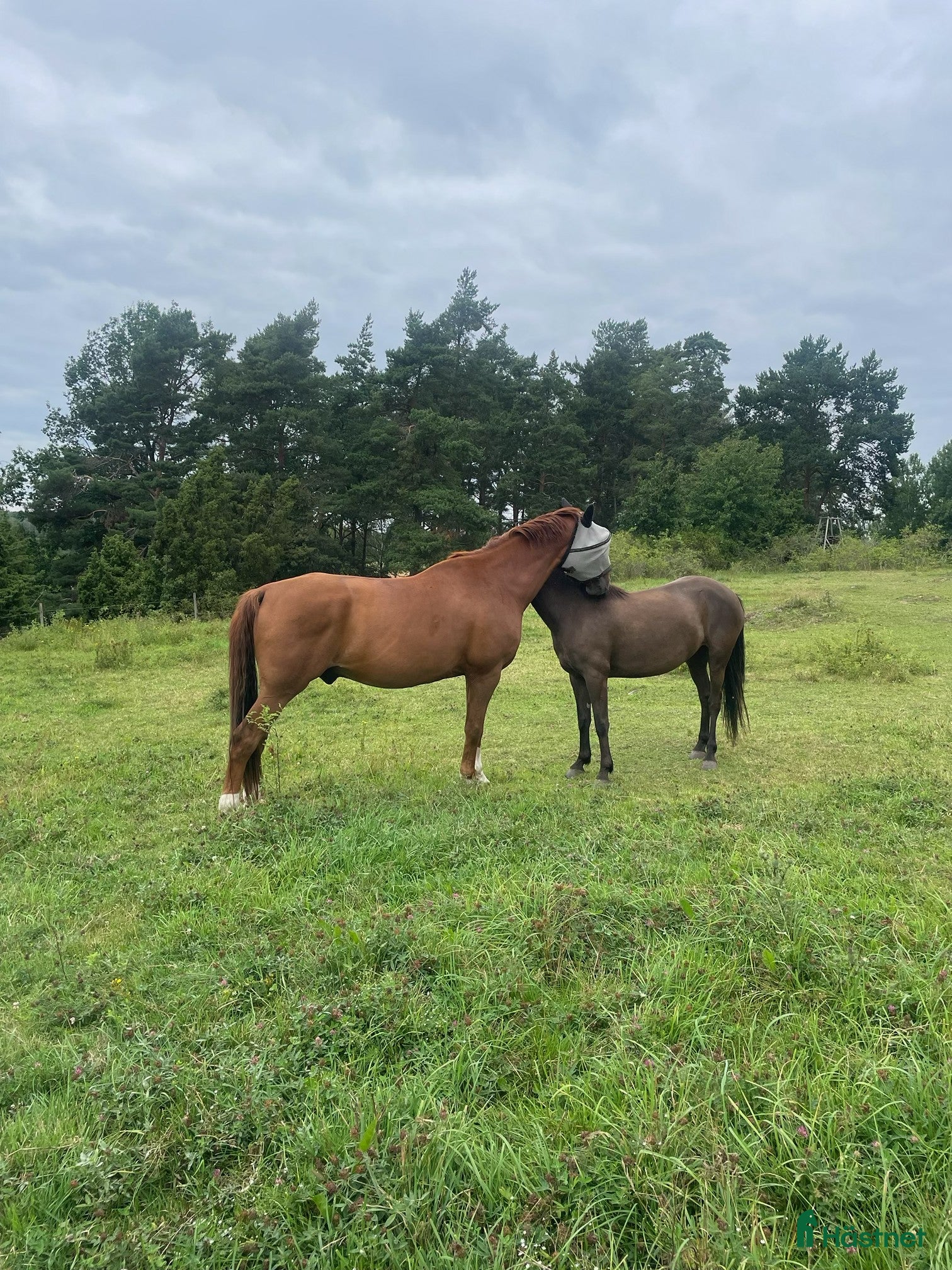  hästar 10-årig SWB-valack med bra psyke och hoppintresse - Annons 2