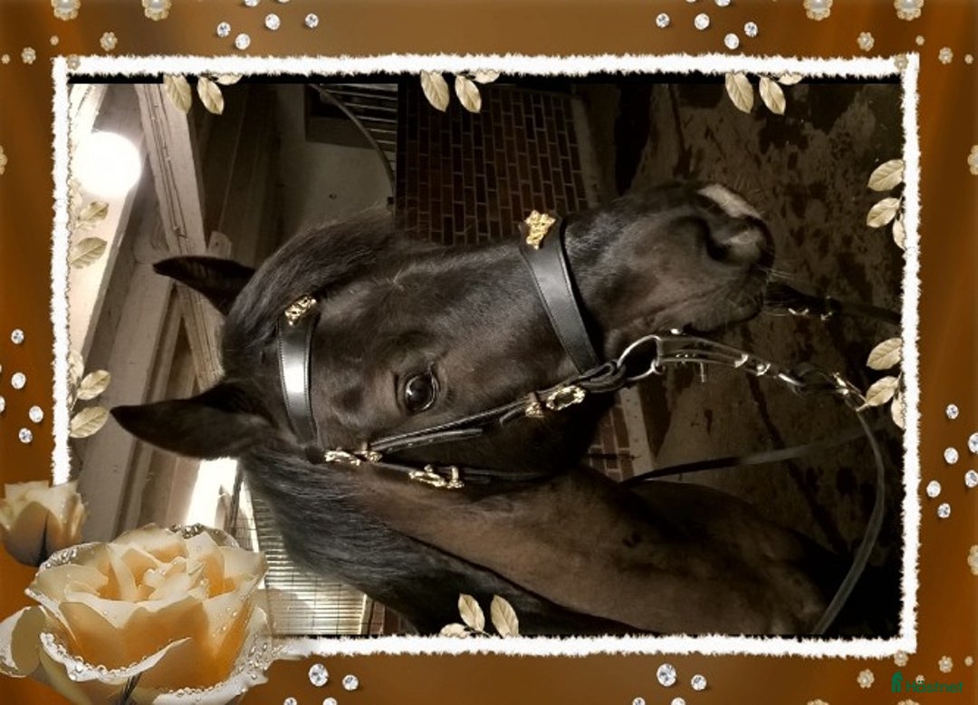 Allround hästar till salu: Welsh/arab Cponny i Fjärdhundra - Annons 1