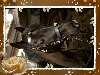 hästar Welsh/arab Cponny i Fjärdhundra - Annons 18