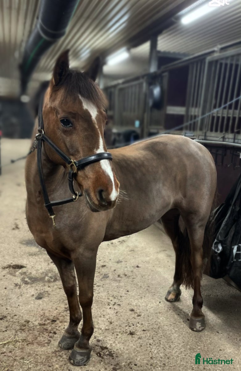  hästar Sökes D-ponny  i Stockholm - Annons 23