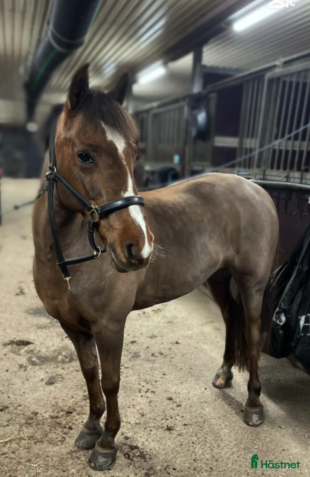 Hoppning hästar sökes: Sökes D-ponny  i Stockholm - Annons 1