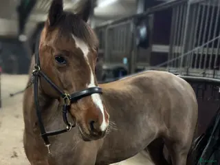 hästar Sökes D-ponny i Stockholm - Annons 23