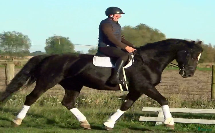  hästar i Örsundsbro - Annons 15